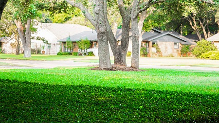 Annual overseeding lawn service in fort worth texas
