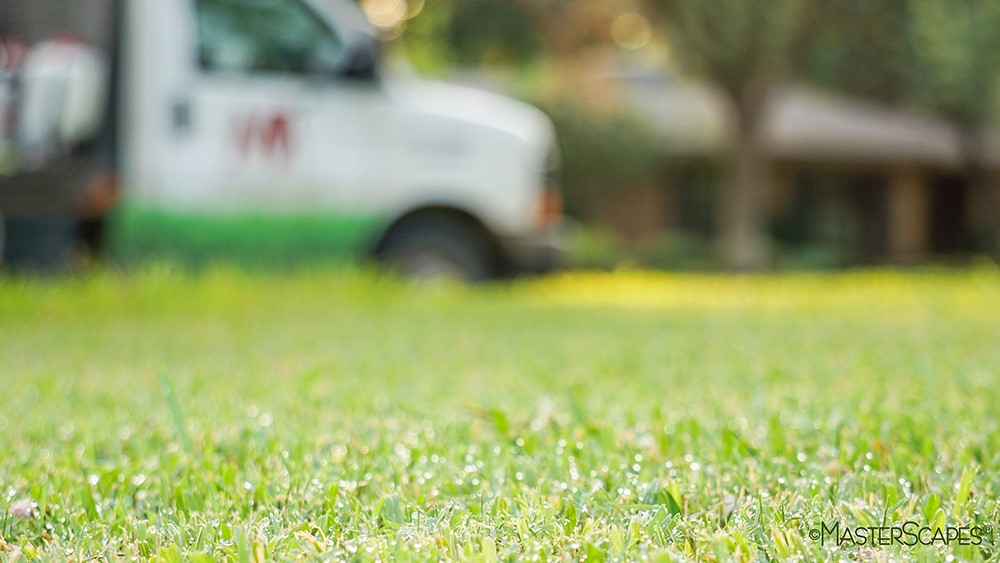 fertilize lawn in texas