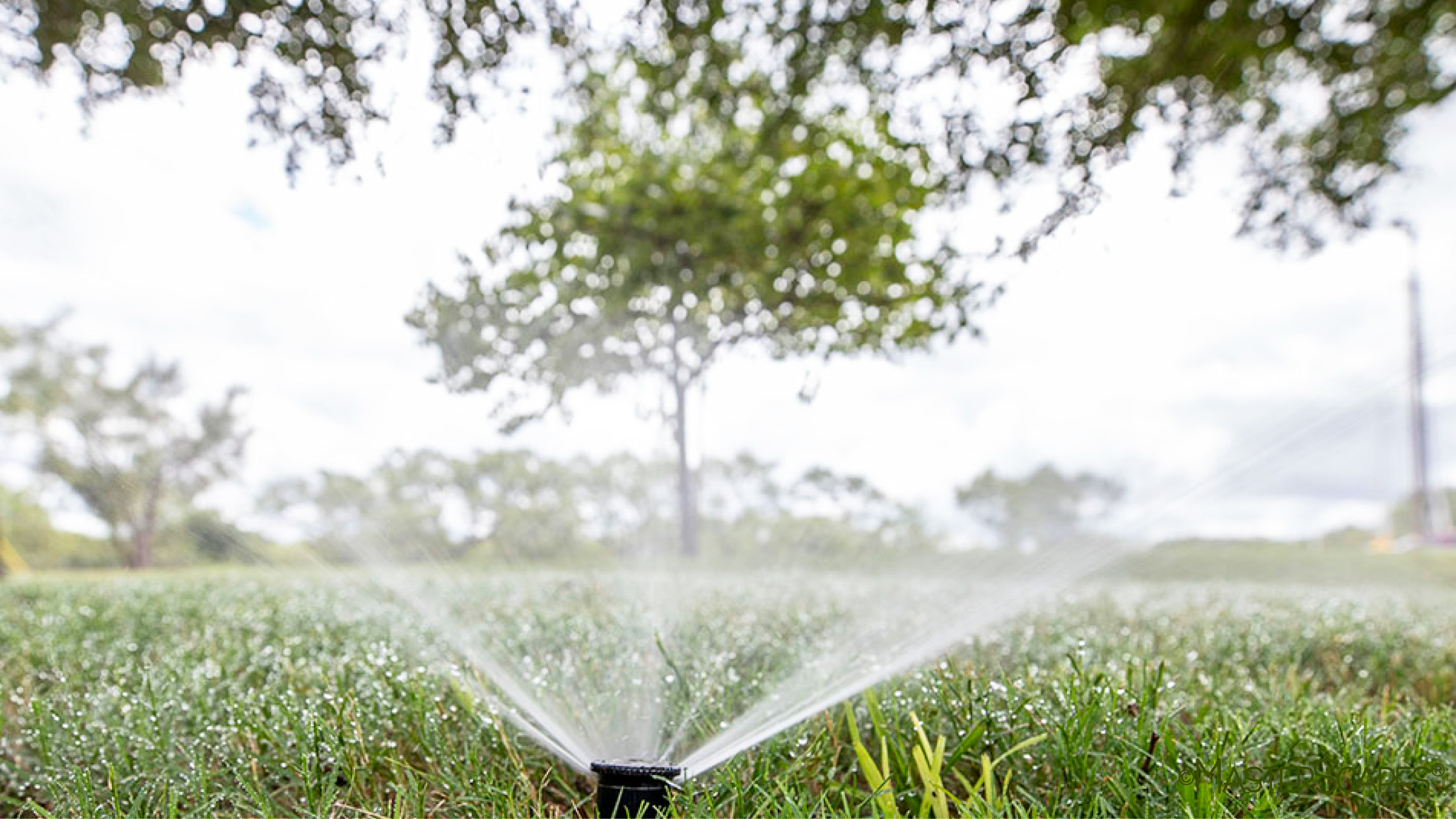 effective watering recommendations masterscapes