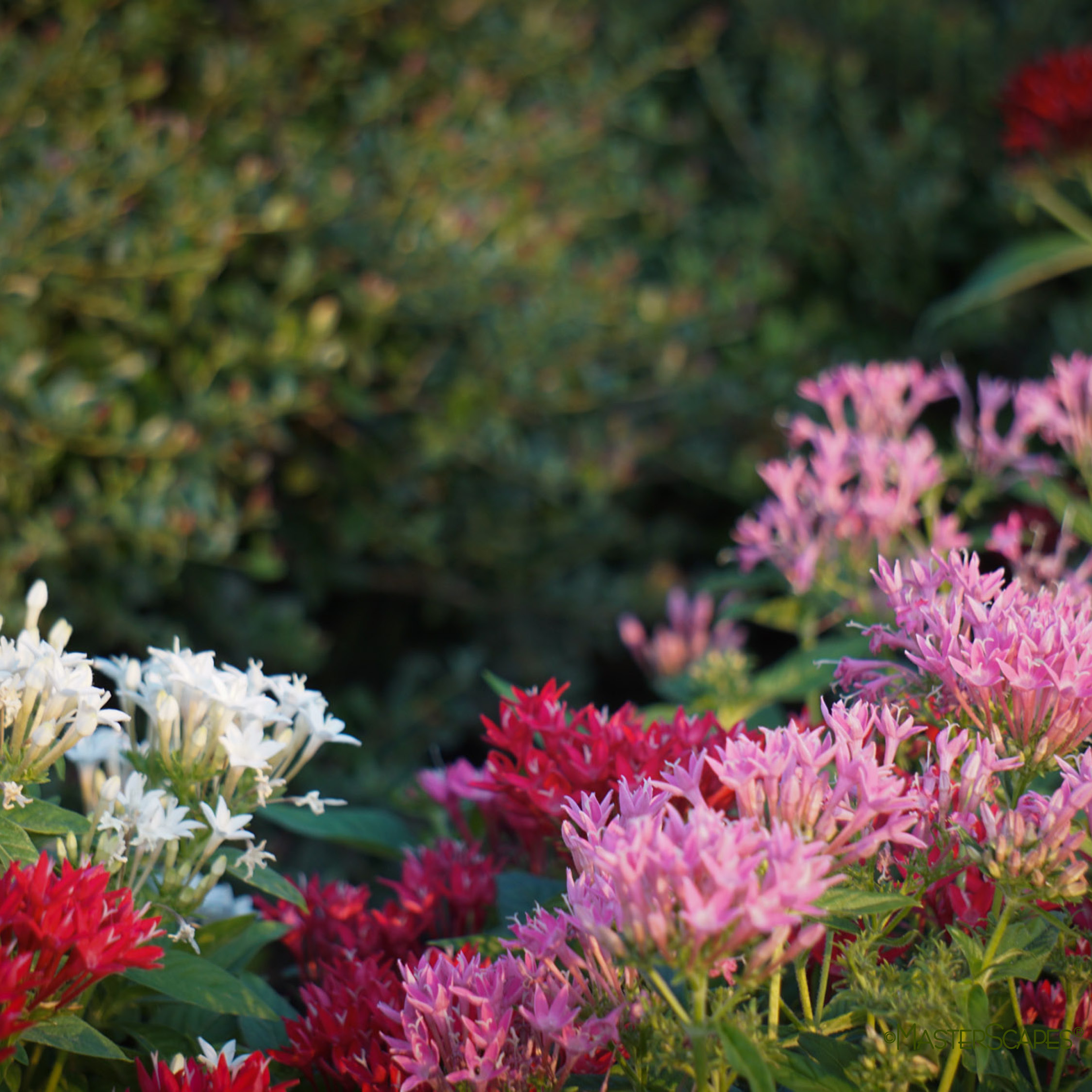 seasonal flowers for sun and shade landscapes